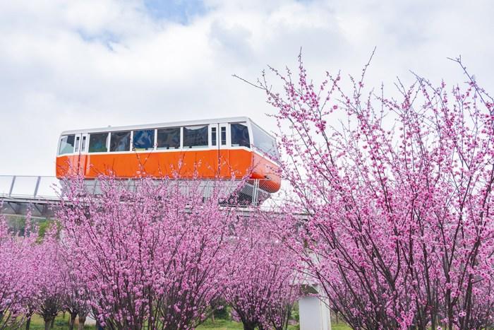 纜車穿梭“粉色花?！?宛若進入童話世界 