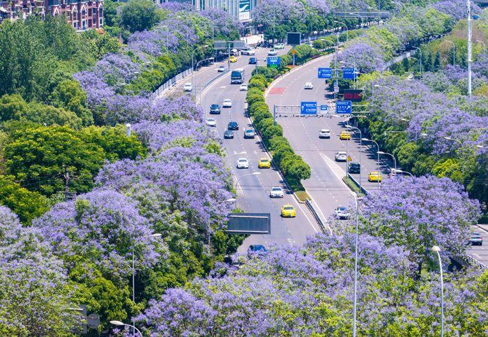 重慶藍(lán)花楹盛開 城市道路變身“紫色花?！?>
     <p>重慶藍(lán)花楹盛開 城市道路變身“紫色花海”</p>
</a><a href=
