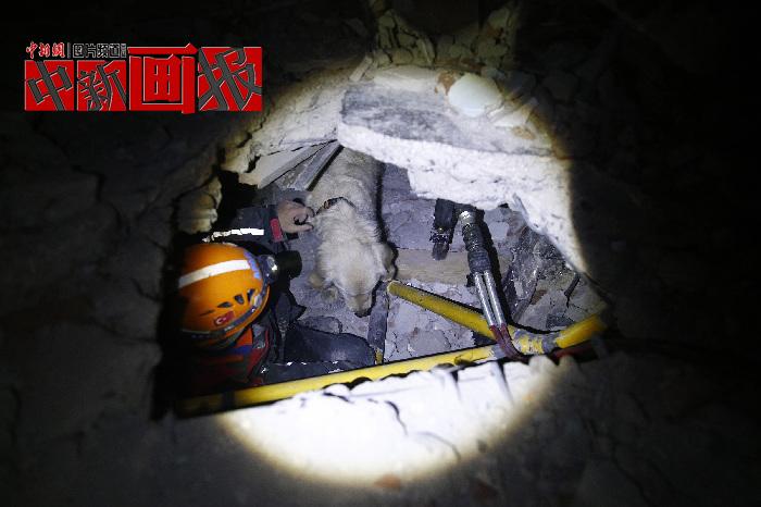 汪汪隊(duì)立大功！廢墟中尋找生命之光的搜救犬